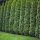 Thuja Smaragd 175-200cm am Ballen