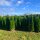 Thuja Smaragd 175-200cm am Ballen