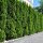 Thuja Smaragd 175-200cm am Ballen