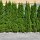 Thuja Smaragd 175-200cm am Ballen
