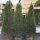 Thuja Smaragd 175-200cm am Ballen