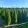 Thuja Smaragd 175-200cm am Ballen