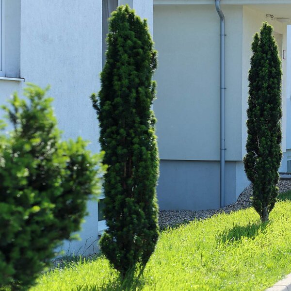 Schmale Säulen-Eibe Fastigiata Robusta Solitär 175-200cm