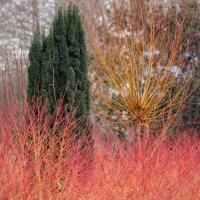 Schmale Säulen-Eibe Fastigiata Robusta Solitär...