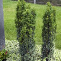 Schmale Säulen-Eibe Fastigiata Robusta Solitär 250-300cm