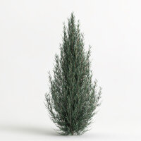 Canaerts Zypressenwacholder 80-100cm