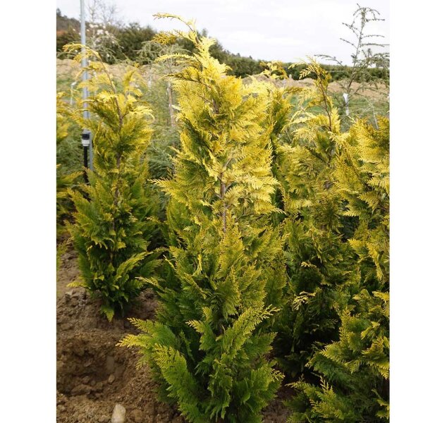 Scheinzypresse Alumigold 60-80cm am Ballen