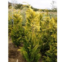 Scheinzypresse Alumigold 60-80cm am Ballen