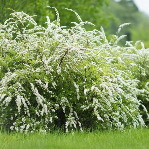 Weiße Rispen-Spiere Grefsheim im C3