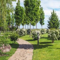 Weiße Rispen-Spiere Grefsheim im C3