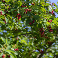 Kupfer Felsenbirne 200-250cm Solitär...