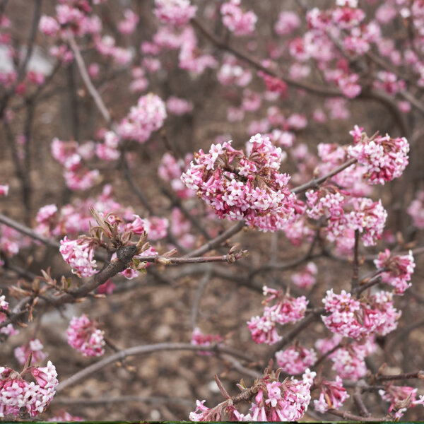 Duftender Winter-Schneeball Dawn 60-80cm