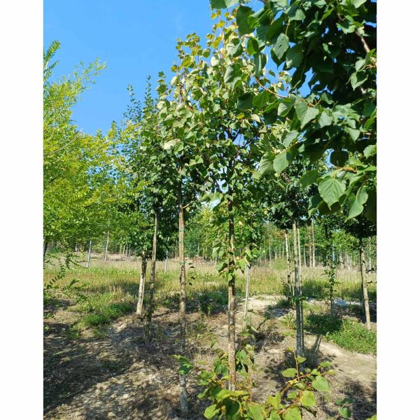 Stadt-Linde Greenspire Hochstamm | 14-16cm Stammumfang