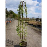 Hängekätzchen-Weide Halbstamm