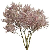 Zier-Kirsche Accolade Solitär 200-250cm mit Ballen