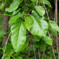 Maulbeerbaum Pendula Stammhöhe 100cm | 10-12