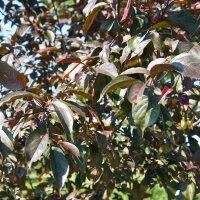 Zierapfel Royalty Hochstamm | Stammumfang 8-10cm