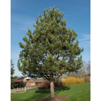 Österreichische Schwarz-Kiefer 125-150cm mit Ballen