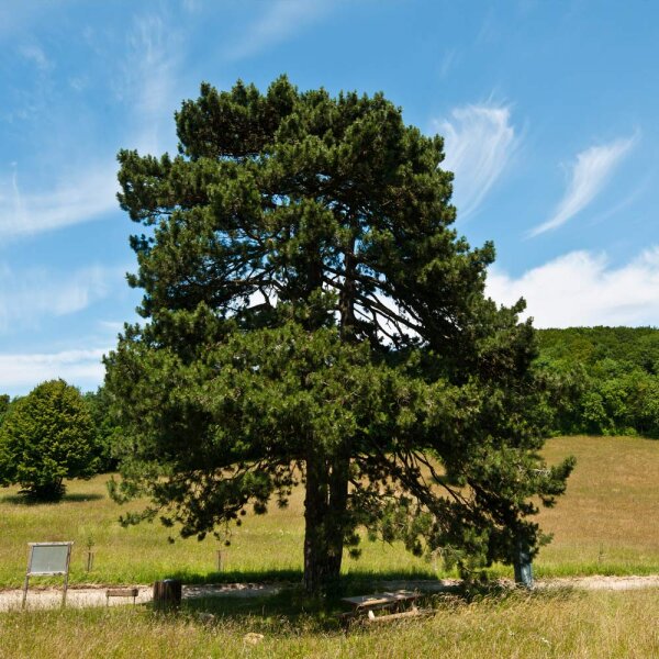Österreichische Schwarz-Kiefer Solitär 150-175cm mit Ballen