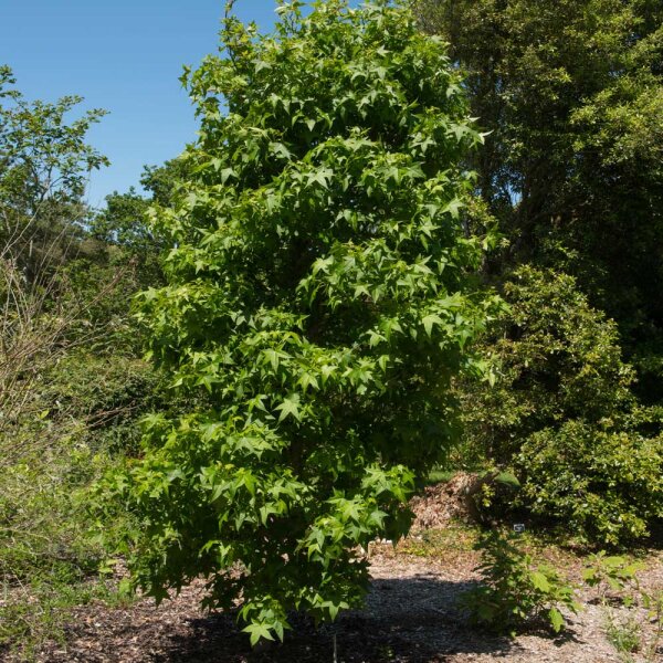 Säulen-Amberbaum Slender Silhouette 200-250cm C7,5