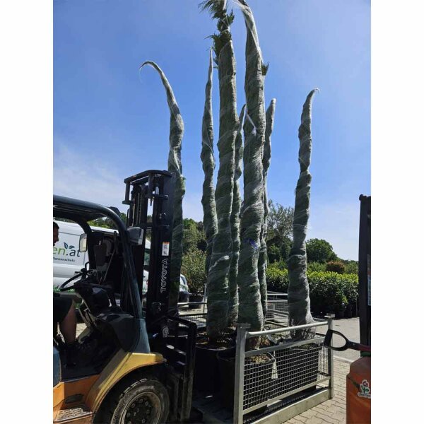 Riesenzypresse 450-500cm