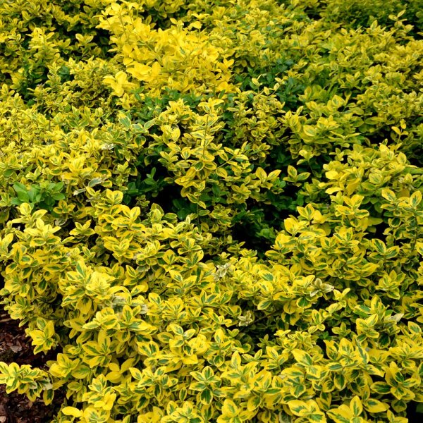 Goldbunte Kriechspindel Emeraldn Gold P0,5