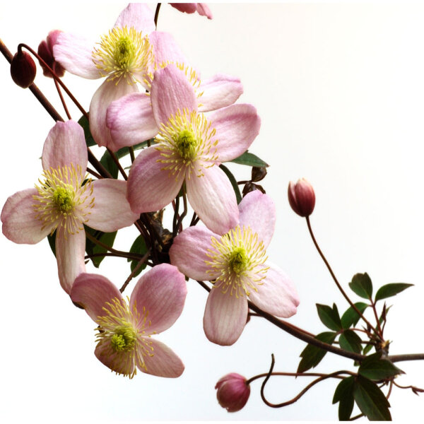 Clematis Rubens 60cm C2