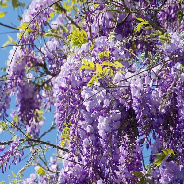 Blauregen Prolific 60cm