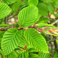 Säulen-Hainbuche Fastigiata Solitär 350-400cm