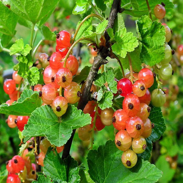 Rosa Johannisbeere Rosetta 40-60cm