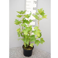 Rosa Johannisbeere Rosetta 40-60cm