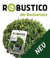 Ilex crenata Robustico Kugel  50cm