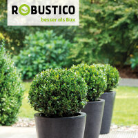 Ilex crenata Robustico Kugel  50cm
