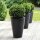 Ilex crenata Robustico Kugel  50cm