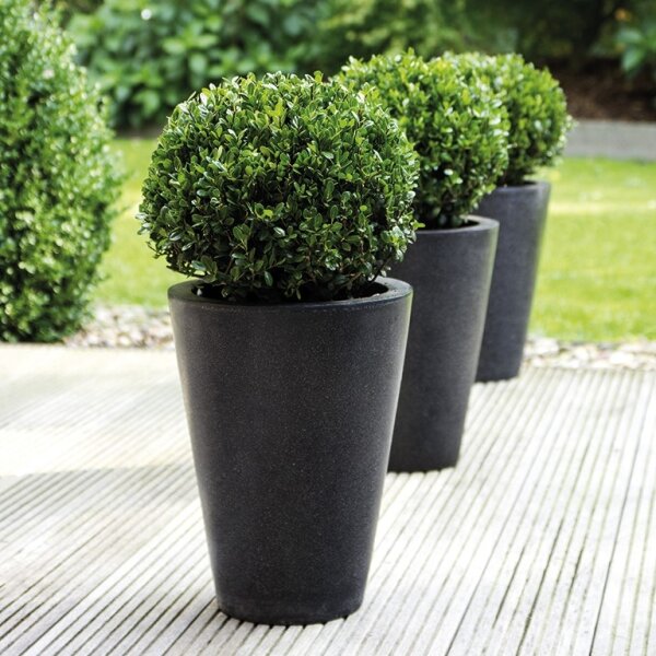 Ilex crenata Robustico Kugel  60cm