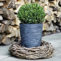Ilex crenata Robustico Kugel  60cm