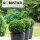 Ilex crenata Robustico Kugel  60cm