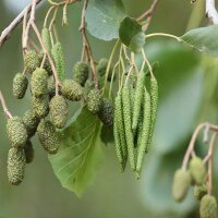 Schwarz-Erle 200-250cm am Ballen