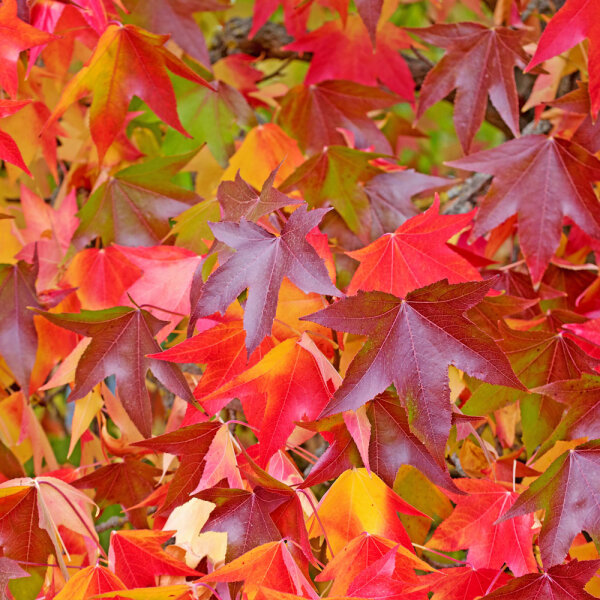 Säulen-Amberbaum Slender Silhouette Hochstamm | Stammumfang 10-12cm