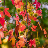 Säulen-Amberbaum Slender Silhouette Hochstamm | Stammumfang 10-12cm