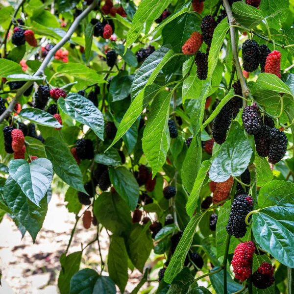 Schwarze Maulbeere Veredelung Solitär Hochstamm | Stammumfang 8-10cm