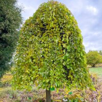 Maulbeerbaum Pendula Hochstamm | Stammumfang 8-10cm
