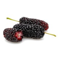 Schwarze Maulbeere Giant Fruit Hochstamm | Stammumfang...