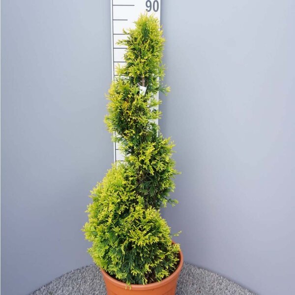 Thuja Sunny Smaragd 80-100cm Formschnitt Spirale