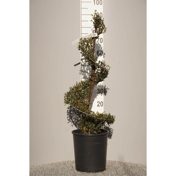 Ilex crenata Dark Green® 90-100cm Spirale im C12