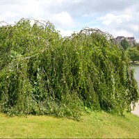 Trauer-Birke Stammhöhe 150cm im Co