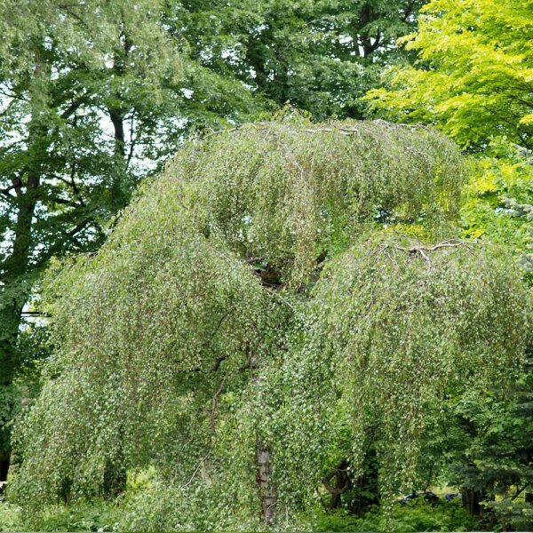 Trauer-Birke Hochstamm | Stammumfang 10-12cm im Co