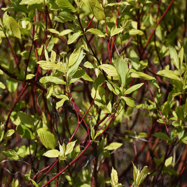 Rotholz-Hartriegel 80-100cm