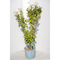 Wintergrüne Ölweide 80-100cm