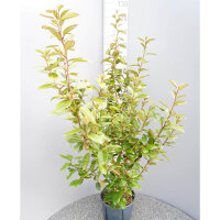 Wintergrüne Ölweide 100-125cm